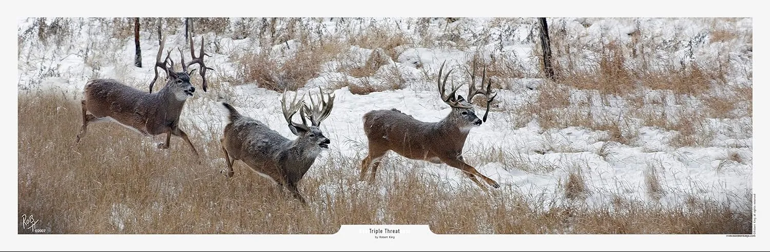 Triple Threat Whitetail Print by Robert King