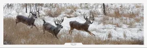 Triple Threat Whitetail Print by Robert King